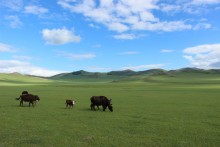 Sejour en famille dans le centre de la Mongolie